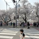 더맛나푸드 | 청주 무심천 벚꽃 푸드트럭 벚꽃축제 아기랑 다녀온 후기