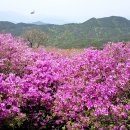 철쭉군락지(황매산) ,꽃잔디 ---합천 "산청 이미지