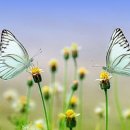 친환경청소 이미지