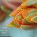 플로리스트 과정 (실무) 이미지