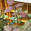 탑립농장 이미지