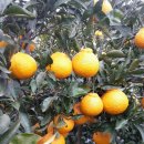 제주농장 이미지