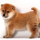 이누(Inu)