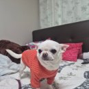 한스동물병원 이미지