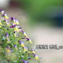 봄특집_트로트_보랏빛 연정_작사 다경 이경희_작 편곡 AI수노_기획 편집 윤기영 이미지