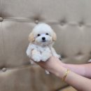 베리독 강아지고양이 평택본점 이미지