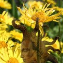 하이펫츠 이미지