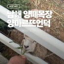 큰언덕목장 | 남해 I 남해 여행, 아이와 함께 가볼만한 곳 < 양떼목장 양마르뜨언덕 >