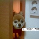 엄마밥도 이미지