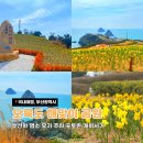 부산 오륙도 해맞이공원 수선화 명소 후기 주차·포토존·개화 시기