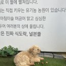 널븐뜰 | 고양시민이 추천해 준 돼지갈비 맛집 &#39;널븐뜰&#39;