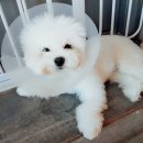 마오네애견카페 이미지