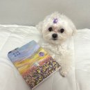 강아지 사랑 | 결 고운 천사들 독서 후기 강아지를 사랑한다면 꼭 읽어야 할 책