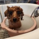 쭈니쭈니 펫살롱 이미지