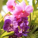 2026년 시카고 보타닉가든 올키드 쇼 : 주머니 란, Vanda ,Cymbidium and cattleya orchids 이미지