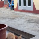 대나무집 민박 이미지