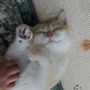 놀면묘하냥 고양이카페 | 파주운정 고양이카페, 놀면묘하냥 방문 후기