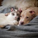 강아지꿈 이미지