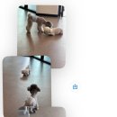 퍼피로비 이미지