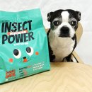 인섹트 파워 이미지