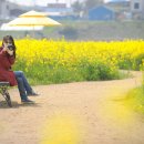 유채꽃향기처럼 이미지