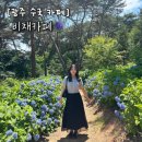 비채카페 - 광산구 벽계길 37-1 | 광주 진곡동 수국 카페 | 비채카페 방문후기, 2026년 6월 개화상태