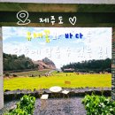 유채와바다 | 제주 산방산 유채꽃 카페 소색채본 후기 포토존 산방산 유채꽃 실시간 개화현황 아이랑 애견동반 주차