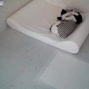 댕댕이 보호구역 이미지