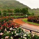 장성 꽃 화원 이미지