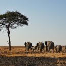 세렝게티 이미지