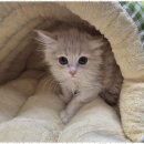 강아지&고양이 마을 | 시흥애견호텔 믿음직한 반려동물 서비스 후기