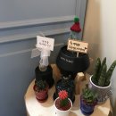 쇼피스(Showpiece) 이미지