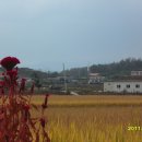 녹색농심인삼마을 이미지