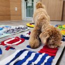 개버드 스쿨 이미지