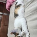 코아동물병원 이미지