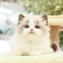 펫웨이브 광교지점 이미지