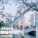 2025년 석촌호수 벚꽃, 동호, 서호 다녀온 후기