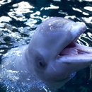 아쿠아플라넷 여수 이미지