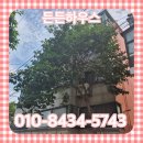 부평북로 | 부평 벌목업체 위험수목 나무제거