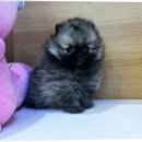 유구믿음의집2 | 천안강아지분양 믿음의 결정