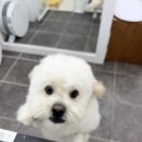 멜로멍스 이미지