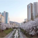 왕숙천 자전거도로11 | 다산신도시 벚꽃 명소 왕숙천 산책로 실시간 개화 현황 안내