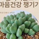 반려식물키우기 이미지