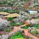 고향의 봄 이미지