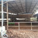 비봉목장 이미지