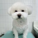 애띠미용실 | 부산 북구 [덕천 구남 구포 화명] 애견미용 애견샵 애띠 _ 비숑 미용 비숑 귀툭튀