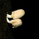 노랑먹물버섯 이미지