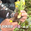 대한두릅법인