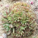 동운농장 이미지