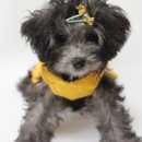 트리밍807 이미지